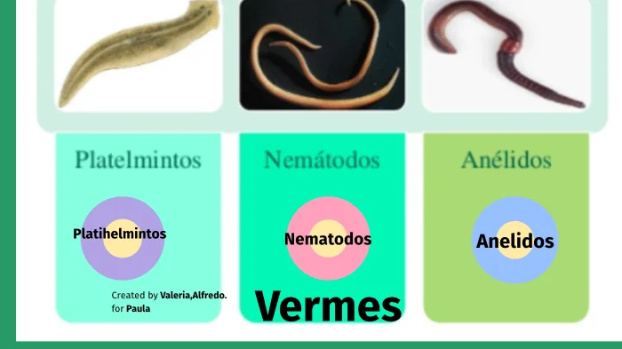 Diferencia entre nematodos y anélidos