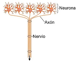 Diferencia entre nervio y neurona