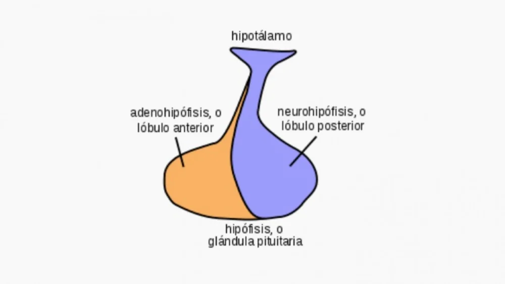 Diferencia entre neurohipófisis y adenohipófisis