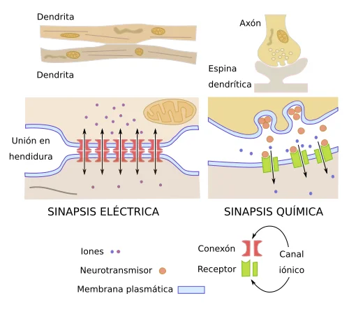 Diferencia entre neuronas excitadoras e inhibidoras