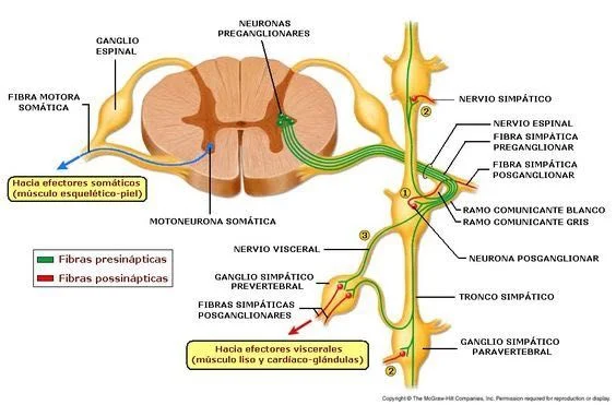 Diferencia entre neuronas preganglionares y posganglionares