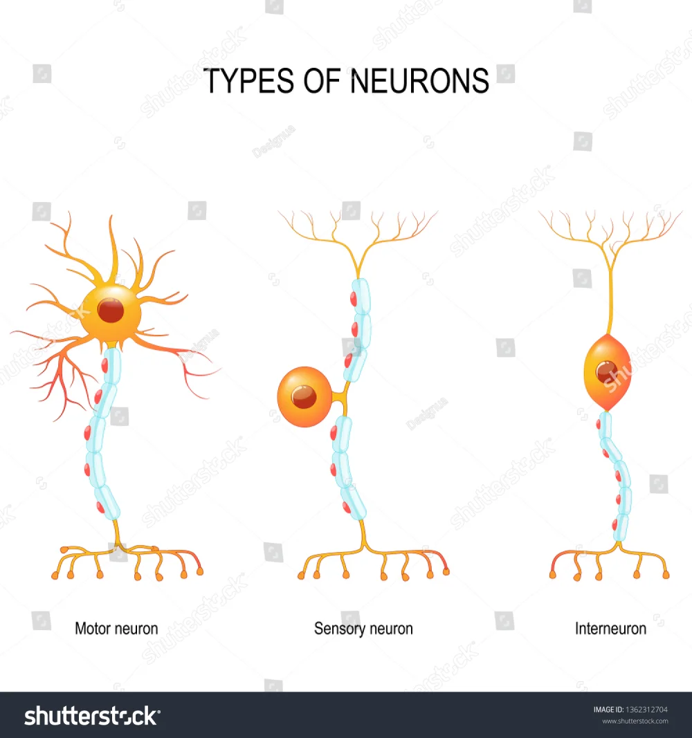 Diferencia entre neuronas sensoriales y motoras