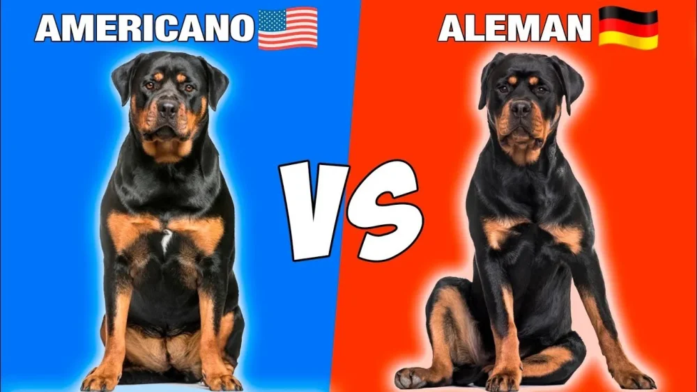 Diferencia entre rottweilers americanos y alemanes