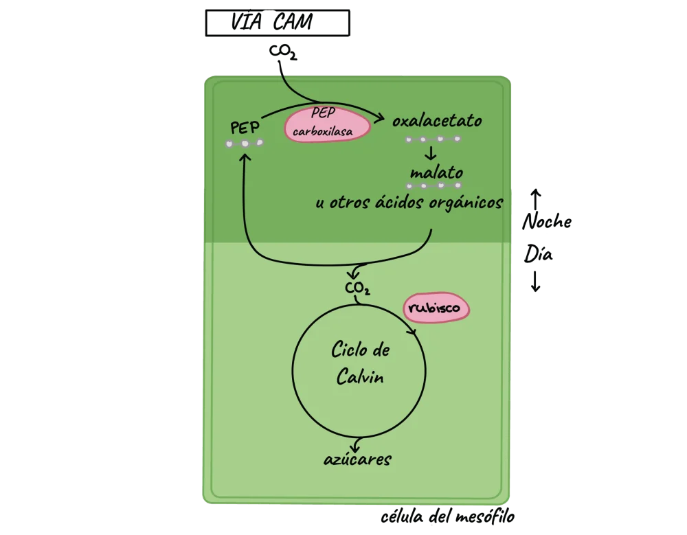 Diferencia entre RuBisCo y PEP carboxilasa