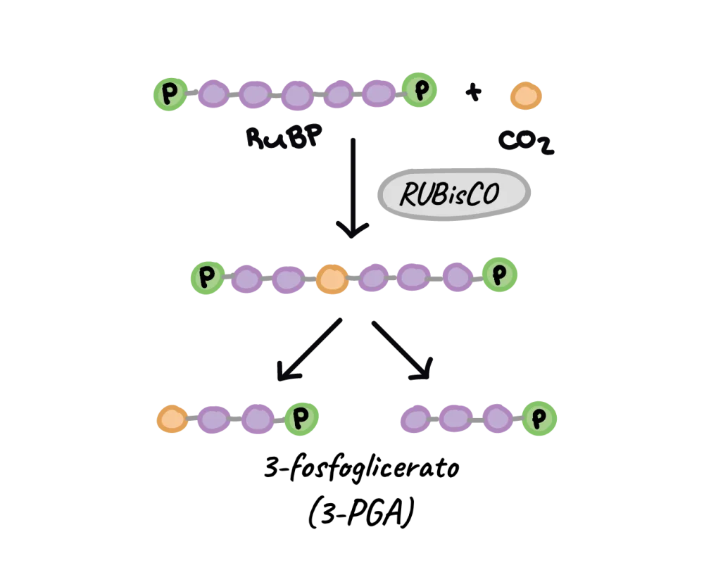 Diferencia entre RuBP y RuBisCO