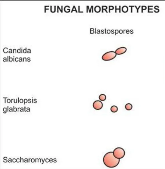 Diferencia entre Saccharomyces cerevisiae y Candida albicans
