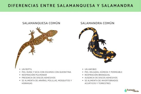 Diferencia entre salamandra y lagarto