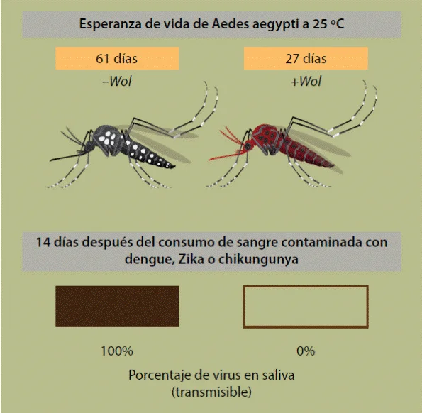 Diferencia entre vector y portador