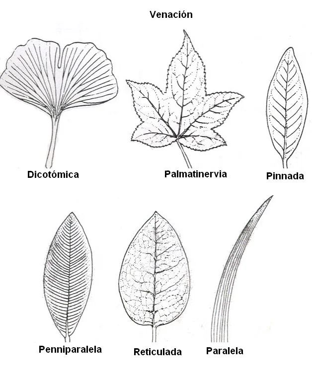 Diferencia entre venación reticulada y paralela