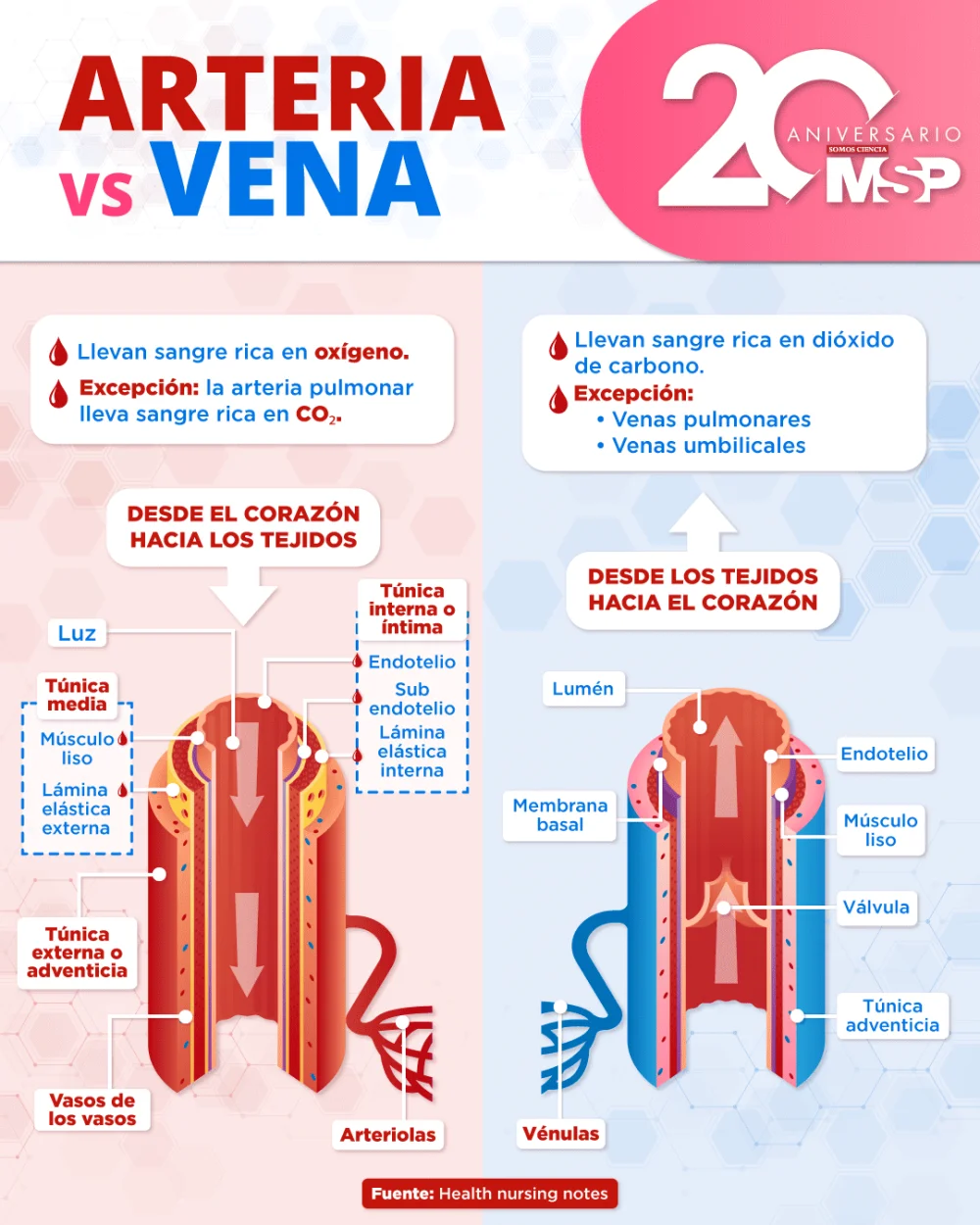 Diferencia entre venas y arterias