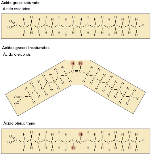 Diferencia entre acilglicerol saturado e insaturado General