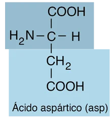 Diferencia entre aspartato y ácido aspártico