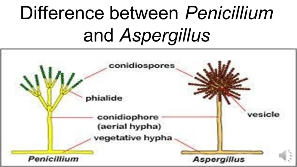 Diferencia entre Aspergillus y Penicillium