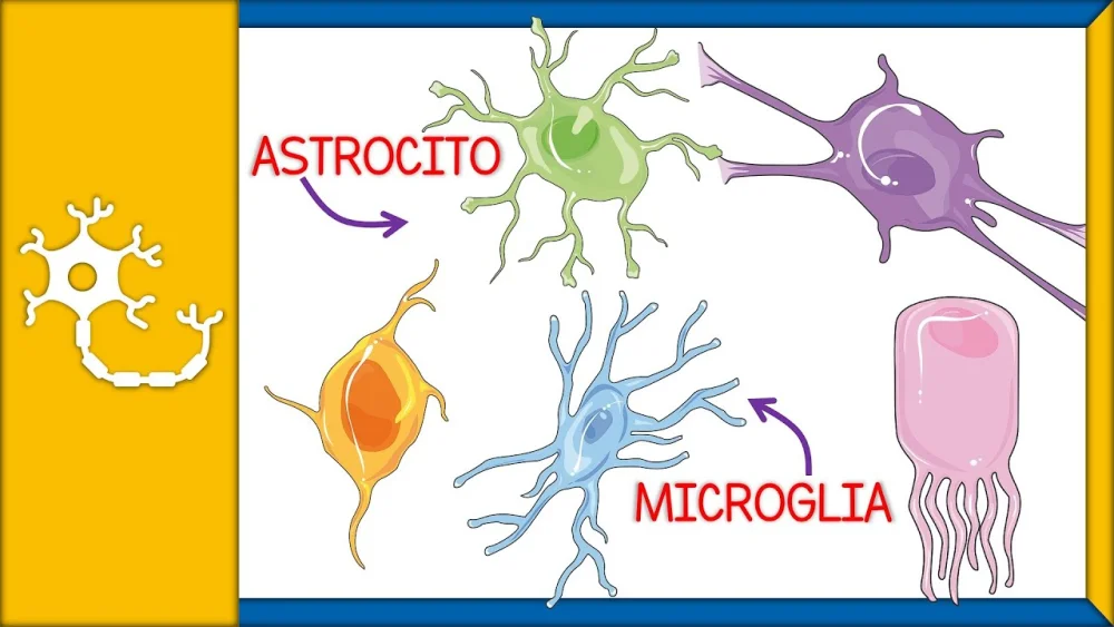 Diferencia entre astrocitos y microglía