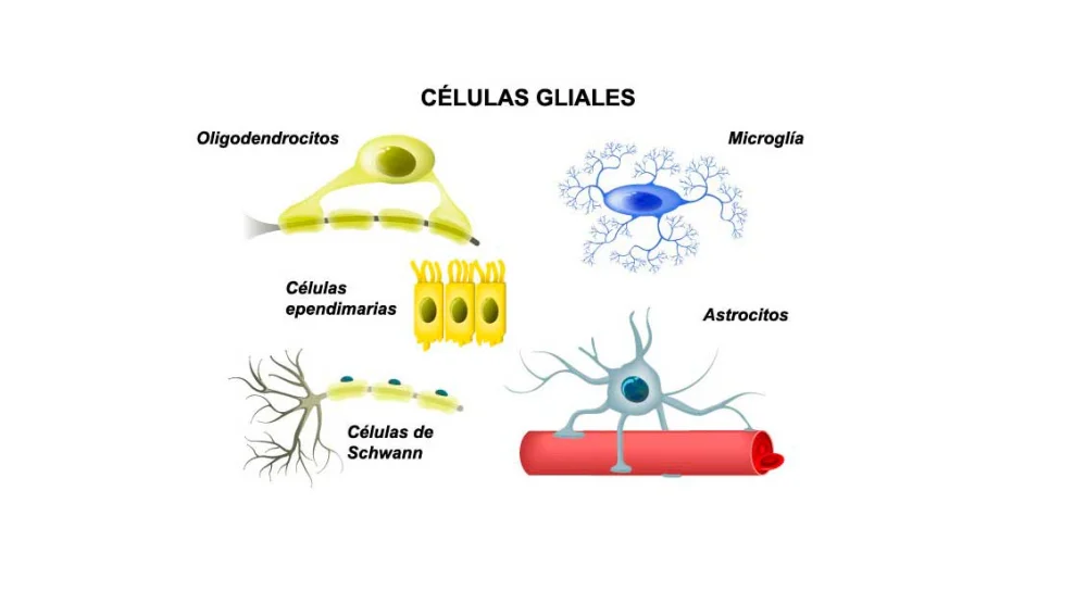 Diferencia entre astrocitos y oligodendrocitos
