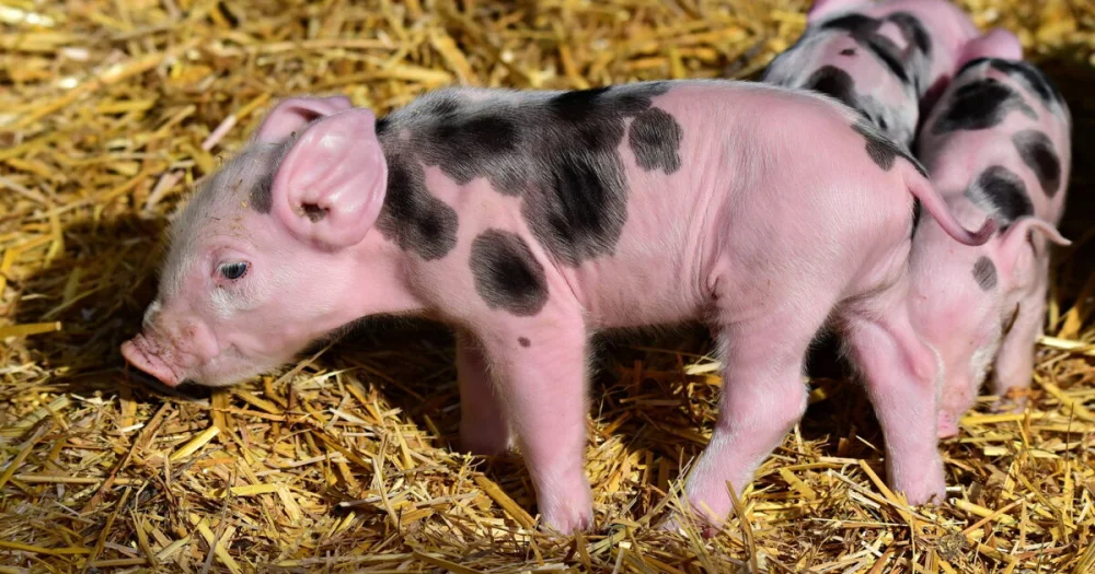 Diferencia entre cerdo y puerco