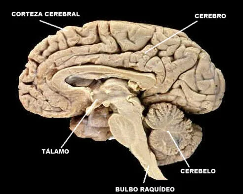 Diferencia entre cerebro y cerebelo