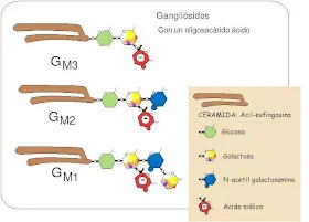 Diferencia entre cerebrósidos y gangliósidos