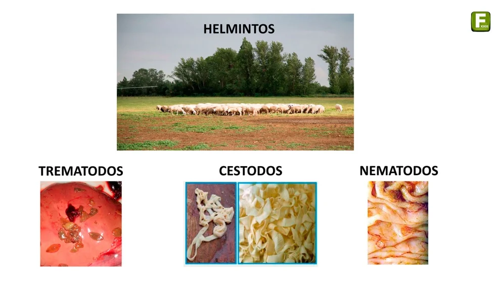 Diferencia entre cestodos y nematodos