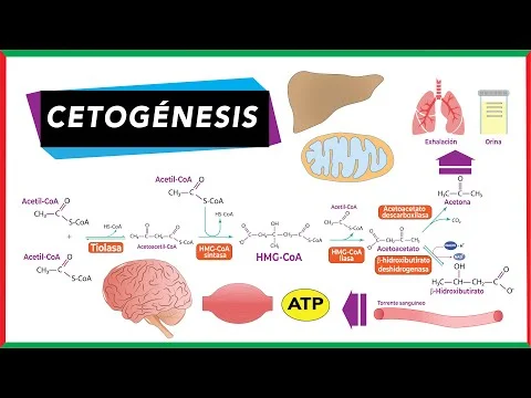 Diferencia entre cetogénesis y cetólisis