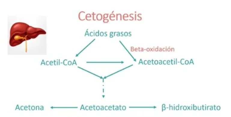 Diferencia entre cetosis y cetoacidosis