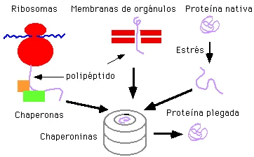 Diferencia entre chaperonas y chaperoninas