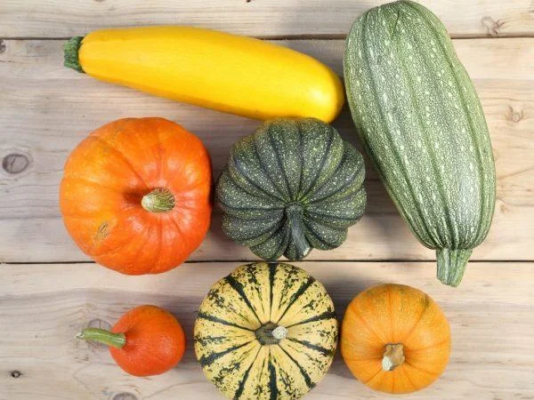 Diferencia entre el calabacín y la calabaza