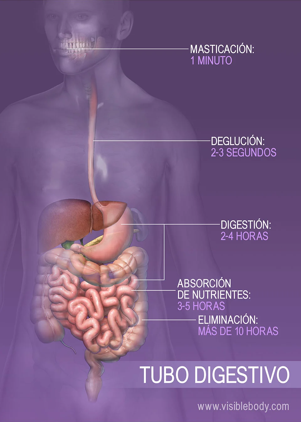 Diferencia entre el canal alimentario y el tracto gastrointestinal