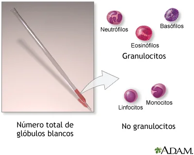 Diferencia entre el recuento diferencial y el recuento total de glóbulos blancos
