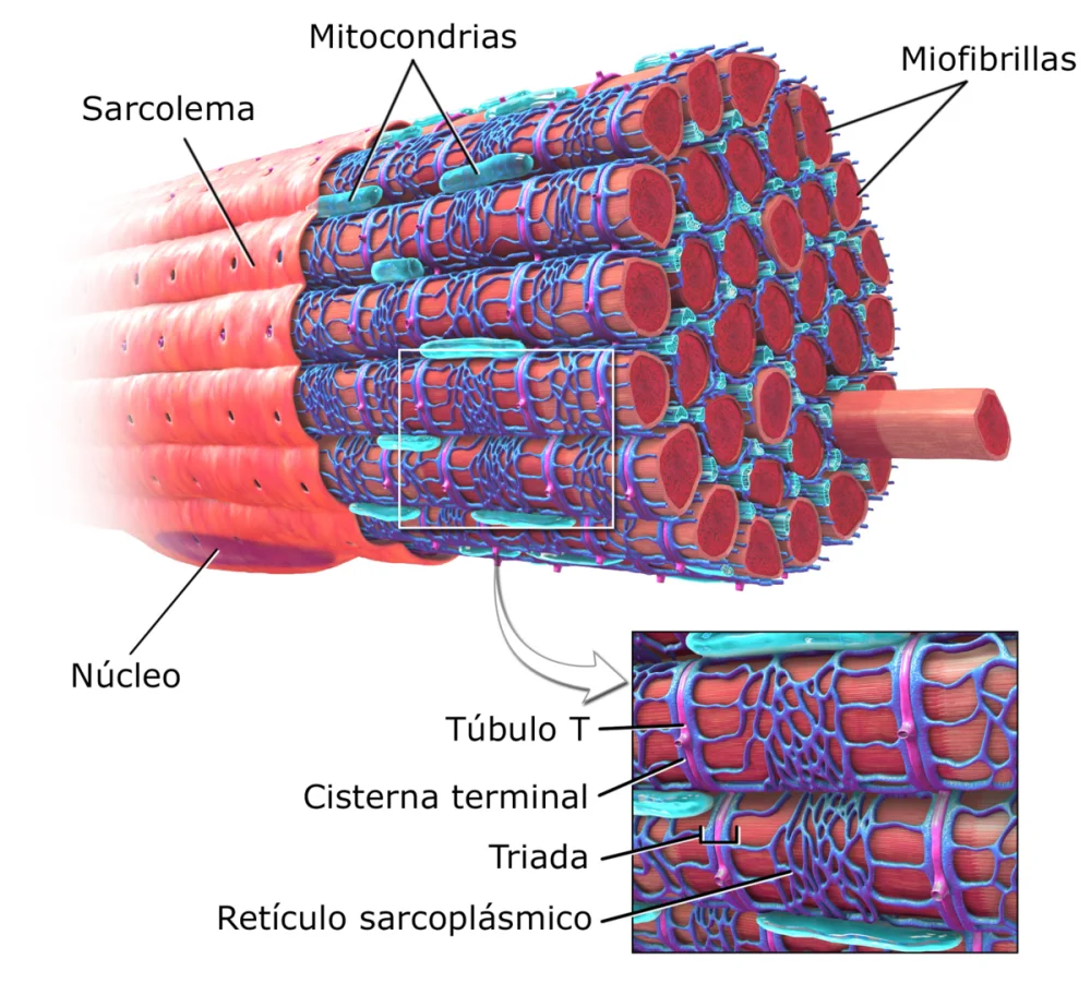 Diferencia entre el retículo sarcoplásmico y el retículo endoplasmático