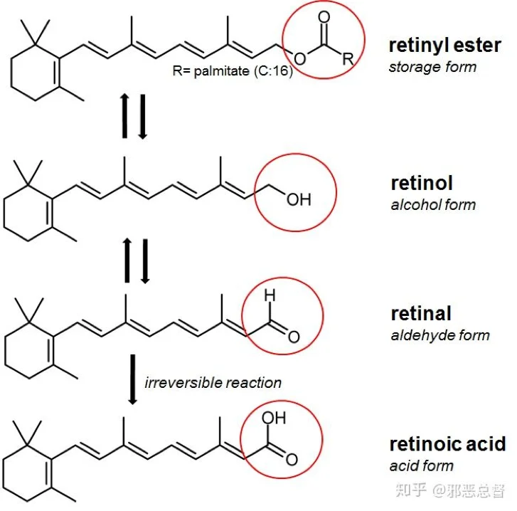 Diferencia entre el retinol y el palmitato de retinilo