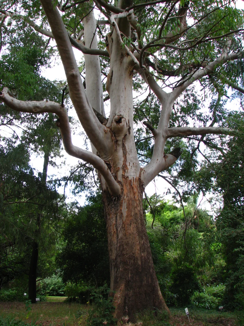 Diferencia entre Eucalyptus Grandis y Eucalyptus Saligna