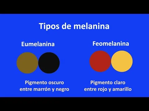 Diferencia entre eumelanina y feomelanina