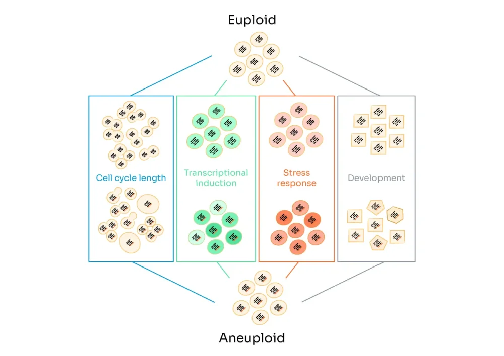 Diferencia entre euploidía y aneuploidía