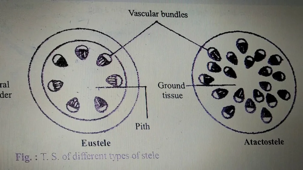 Diferencia entre Eustele y Atactostele