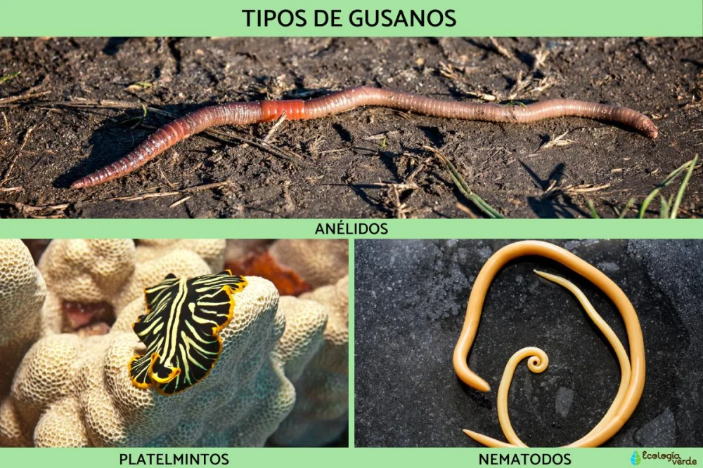 Diferencia entre gusanos planos y gusanos redondos