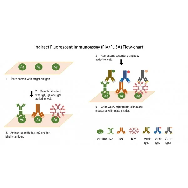 Diferencia entre H. Pylori IGG e IGA