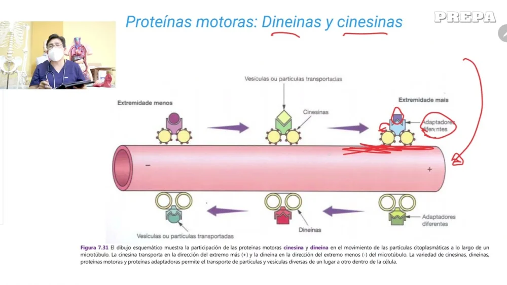 Diferencia entre kinesina y miosina