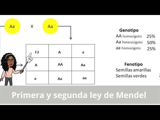 Diferencia entre la primera y la segunda ley de Mendel