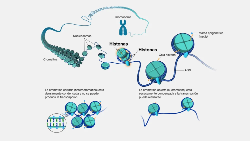 Diferencia entre la proteína histona y la proteína no histona