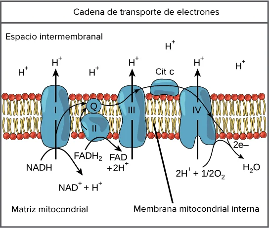 Diferencia entre la quimiosmosis y la cadena de transporte de electrones