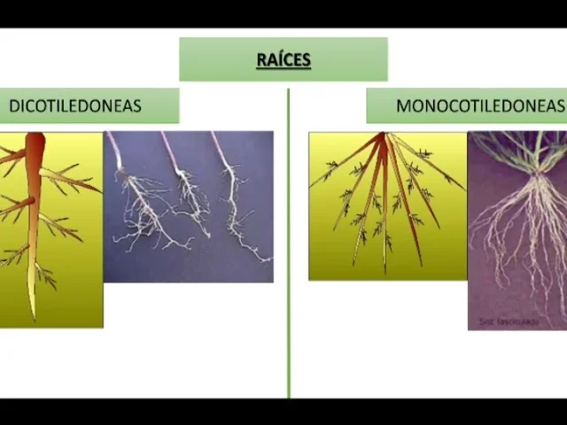 Diferencia entre la raíz de una monocotiledónea y una dicotiledónea
