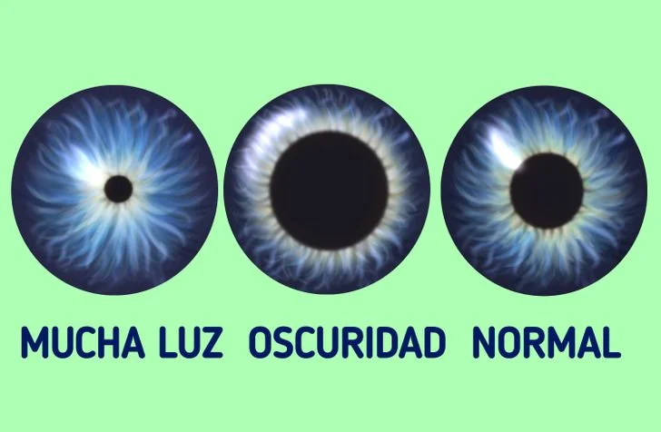 Diferencia entre la reacción a la luz y a la oscuridad