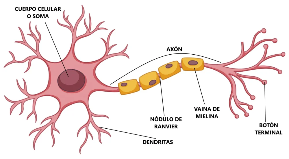 Diferencia entre neuronas y neuroglia