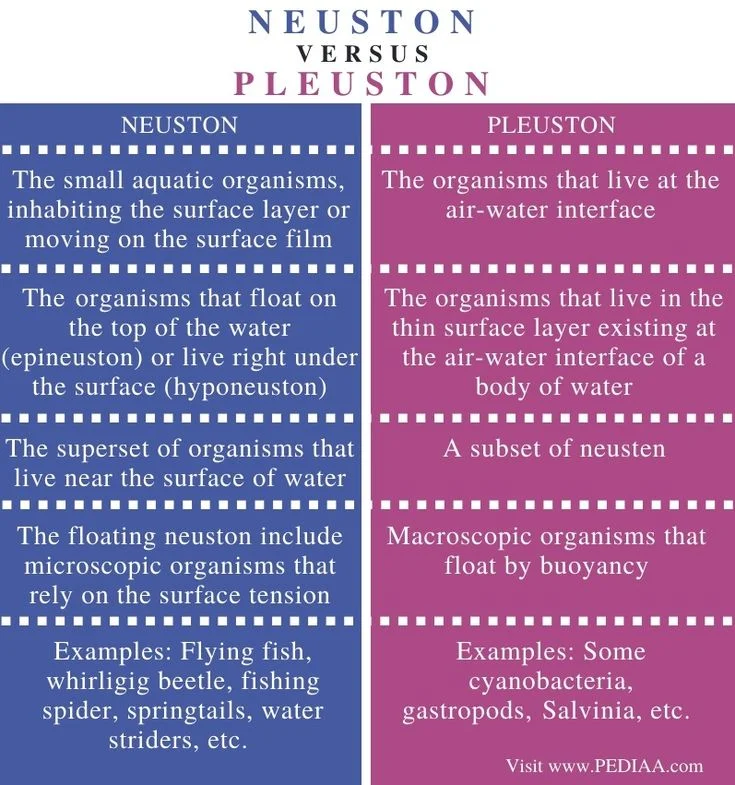 Diferencia entre Neuston y Pleuston