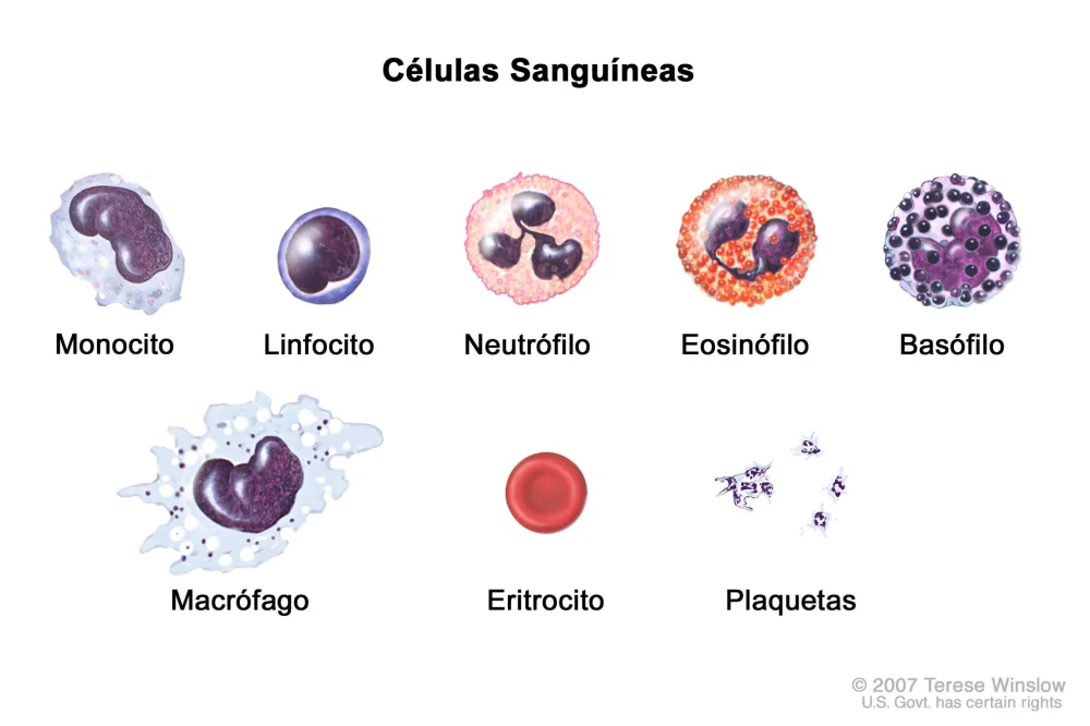 Diferencia entre neutrófilos y leucocitos