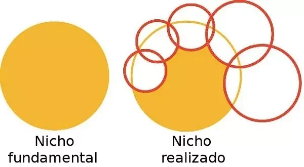 Diferencia entre nicho fundamental y nicho realizado