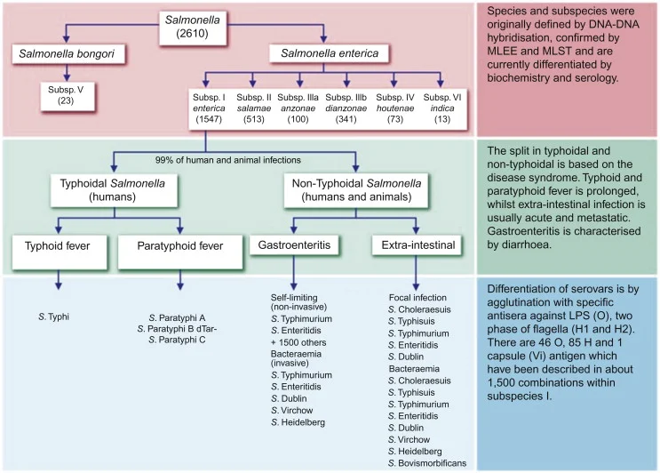 Diferencia entre Salmonella Typhi y Paratyphi