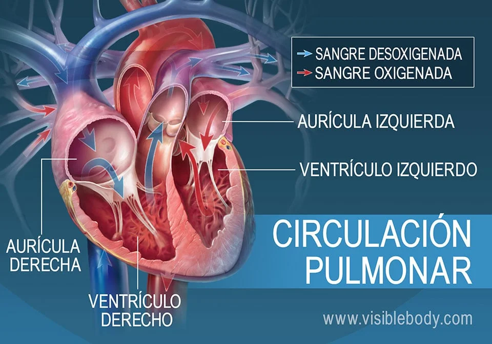 Diferencia entre sangre oxigenada y desoxigenada