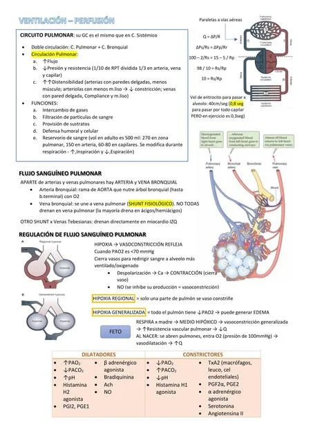 Diferencia entre ventilación y perfusión